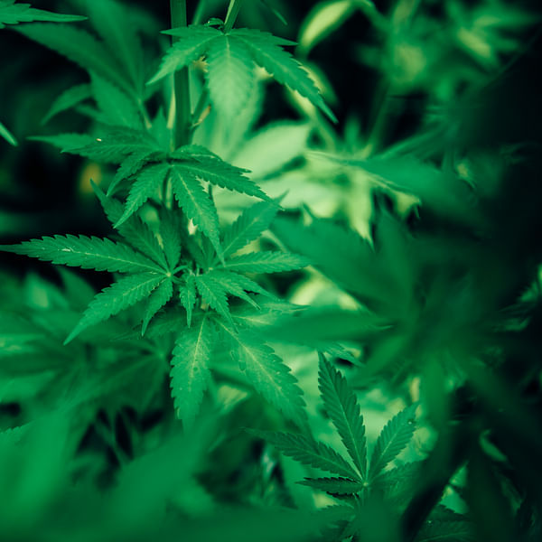 Top Vape Shops in Havertown, Pennsylvania