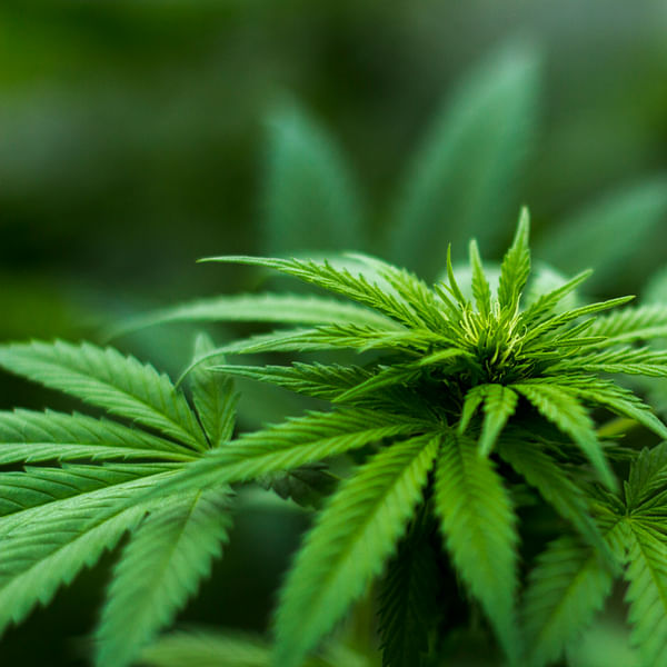 Top Vape Shops in Mansura, Louisiana