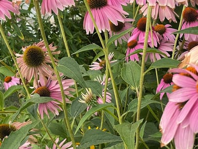 Grass Valley Smoke & Vape