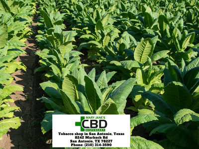 Mary Jane's CBD Dispensary - Smoke & Vape Shop Marbach