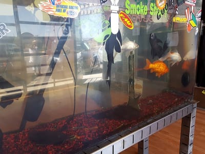 Oasis Smoke Shop Heights