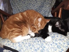 Patrick's Enchanted Smoke Shop